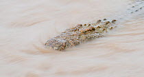 Nile crocodile (Crocodylus niloticus) still in the fast flowing water of the Mara River, taken with slow shutter speed. Masai Mara, Kenya.