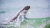 South African fur seal (Arctocephalus pusillus pusillus) playing in the waves, Walvis Bay, Namibia.