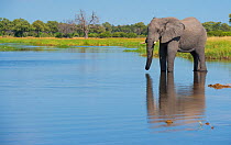 African elephant (Loxodonta africana) drinking from pool, Okavango Delta, Botswana.