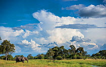 African elephant (Loxodonta africana) drinking from water,  Okavango Delta, Botswana.