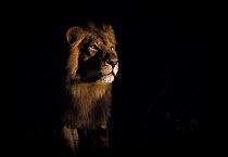 Lion (Panthera leo) male in darkness, Okavango Delta, Botswana.