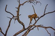 Chacma Baboon (Papio hamadryas ursinus) keeping watch from tree, Okavango Delta, Botswana.