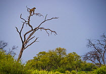 Chacma baboon (Papio hamadryas ursinus) keeping watch from tree, Okavango Delta, Botswana.