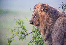 Lion (Panthera leo) in heavy rain, Okavango Delta, Botswana.