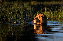 Lion (Panthera leo) swimming, Okavango Delta, Botswana.