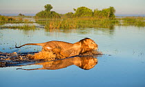 Lion (Panthera leo) crossing water, Okavango Delta, Botswana.