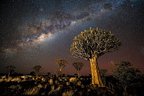 Quiver tree forest (Aloe dichotoma) at night with stars and the Milky Way, Keetmanshoop, Namibia.