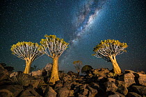 Quiver tree forest (Aloe dichotoma) at night with stars and the milky way, Keetmanshoop, Namibia.
