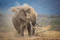 African elephant (Loxodonta africana) bull dust-bathing, Chyulu Hills, Kenya.