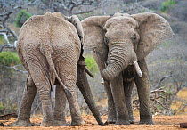 African elephant (Loxodonta africana) two bulls, Chyulu Hills, Kenya.