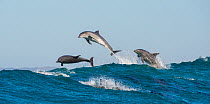 Bottlenosed dolphins (Tursiops truncatus) porpoising during annual sardine run, Port St Johns, South Africa, June.