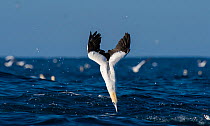 Cape gannet (Morus capensis) diving for fish during annual sardine run, Port St Johns, South Africa.  June.