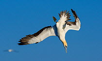 Cape gannet (Morus capensis) diving for fish during annual sardine run, Port St Johns, South Africa.  June.
