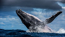 Humpback Whale (Megaptera novaeangliae) breaching during annual sardine run, Port St Johns, South Africa.