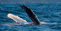 Humpback Whale (Megaptera novaeangliae) rolled onto back with fins out of water during annual sardine run, Port St Johns, South Africa. June.