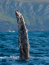 Humpback Whale (Megaptera novaeangliae) rolled onto back with fin out of water during annual sardine run, Port St Johns, South Africa. June.