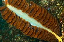 Sea pen (Virgularia) Sulawesi, Indonesia.
