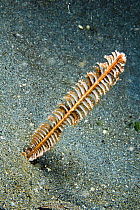 Sea pen (Virgularia) Sulawesi, Indonesia.