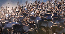 Herd of domesticated Reindeer (Rangifer tarandus)  moving around, Norway, September.