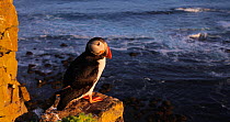 Atlantic puffin (Fratercula arctica) perched on a cliff, looking around and preening, Latrabjarg Iceland, June.