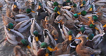 Close up of a large mixed flock of Mallards (Anas platyrhynchos) and Coots (Fulica atra) feeding in a lake, Oslo, Norway, January.