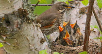 Redwing (Turdus iliacus) feeding chicks at nest and removing a fecal sac, Iceland, June.