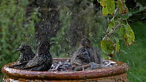 Common starlings (Sturnus vulgaris) and House sparrows (Passer domesticus) landing at and bathing in a birdbath before taking off, Somerset, England, UK, October.