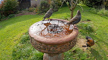 Two Common starlings (Sturnus vulgaris) landing at and drinking from a birdbath before taking off, Somerset, England, UK, October.