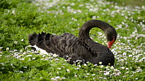 Black swan (Cygnus atratus) resting and preening, Lake Wendouree, Ballarat, Victoria, Australia.