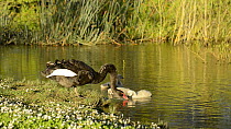 Black swan (Cygnus atratus) drinking, with three cygnets nearby, Lake Wendouree, Ballarat, Victoria, Australia.