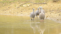 Pair of Cape barren geese (Cereopsis novaehollandiae) drinking with two large juveniles, Flinders Chase National Park, Kangaroo Island, South Australia.