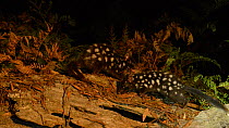 Two dark phase Eastern quolls (Dasyurus viverrinus) feeding at night, Ben Lomond National Park, Tasmania, Australia.