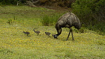 Male Emu (Dromaius novaehollandiae) feeding, with four chicks, Tower Hill, Victoria, Australia.