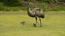 Male Emu (Dromaius novaehollandiae) with four chicks, Tower Hill, Victoria, Australia.