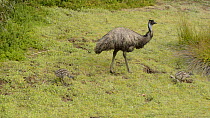 Male Emu (Dromaius novaehollandiae) feeding, with two chicks, Tower Hill, Victoria, Australia.