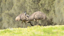 Two Emus (Dromaius novaehollandiae) feeding, Tower Hill, Victoria, Australia.