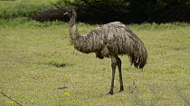 Emu (Dromaius novaehollandiae) feeding, Tower Hill, Victoria, Australia.