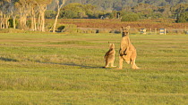 Male Eastern grey kangaroo (Macropus giganteus) interacting with joey, Narawntapu National Park, Tasmania, Australia.