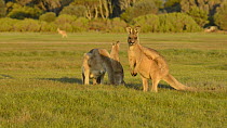 Family of Eastern grey kangaroos (Macropus giganteus) grazing, Narawntapu National Park, Tasmania, Australia.