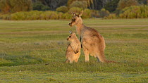 Juvenile Eastern grey kangaroo (Macropus giganteus) trying to suckle, Narawntapu National Park, Tasmania, Australia.