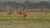 Male Eastern grey kangaroo (Macropus giganteus) looking at camera and hopping away, with others grazing in the background, Narawntapu National Park, Tasmania, Australia.