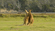 Two male Eastern grey kangaroos (Macropus giganteus) play fighting  and hopping away, Narawntapu National Park, Tasmania, Australia.