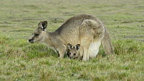 Female Eastern grey kangaroo (Macropus giganteus) grazing with a large joey in her pouch, Narawntapu National Park, Tasmania, Australia.
