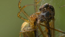 Garden spider (Araneus) feeding on a Crane fly (Tipulidae) caught in its web, England, UK, September.