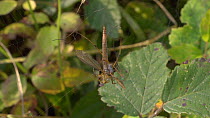 Garden spider (Araneus) killing a Crane fly (Tipulidae) caught in its web, England, UK, September.