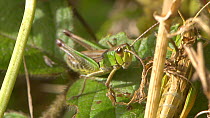Male Meadow grasshopper (Chorthippus parallelus) stridulating, England, UK, September.