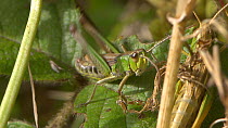 Male Meadow grasshopper (Chorthippus parallelus) stridulating, England, UK, September.