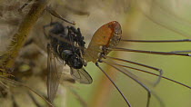 Female Harvestman (Leiobunum rotundum) feeding on a fly, England, UK, September.