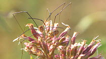 Pair of Harvestmen (Leiobunum rotundum) mating on a flower, England, UK, September.
