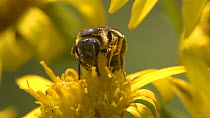 Sweat bee (Lasioglossum) nectaring on a flower, England, UK, September.